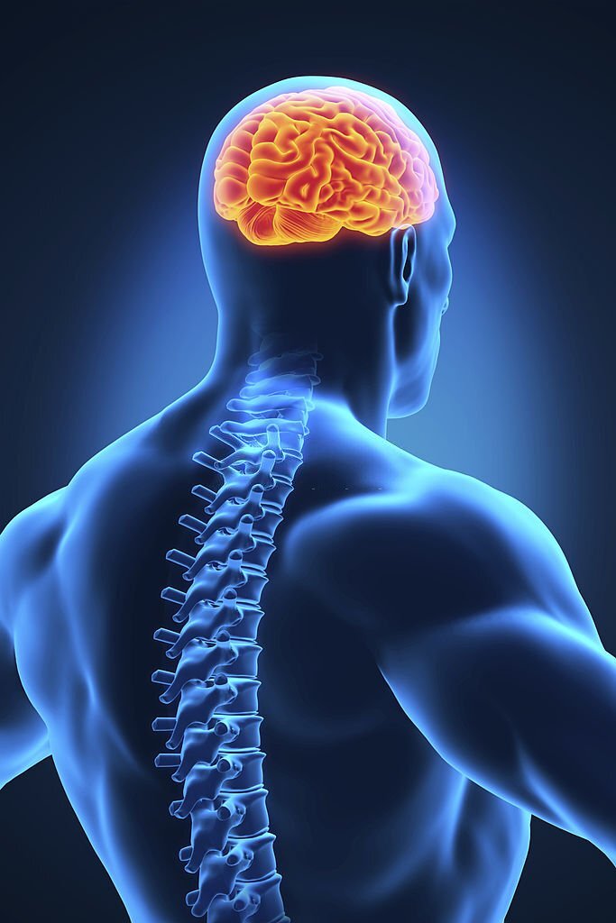 Human Brain Anatomy Illustration. 3D render Human Brain Anatomy Illustration. 3D render