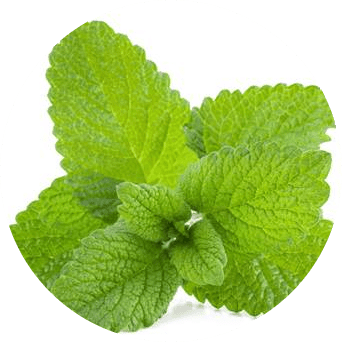 Lemon-Balm-leaf-modified