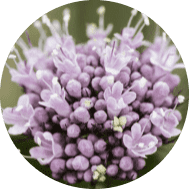 ValerianRoot-300x237-modified