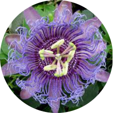 passion-flower-modified